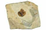 Fossil Leaf (Archeampelos) - Montana #262331-1